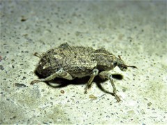 Listroderes difficilis