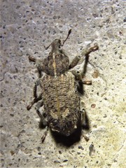 Listroderes difficilis