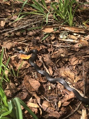 Coluber constrictor priapus image