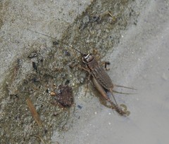 Cophogryllus