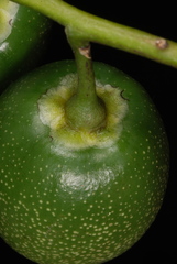 Bonellia macrocarpa image
