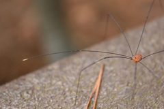 Leiobunum aldrichi