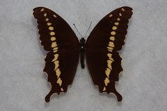 Papilio mackinnoni mackinnoni