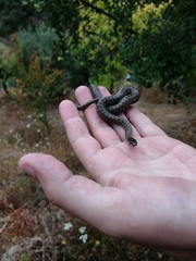 Macroprotodon brevis