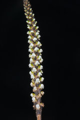 Hawaiian spider plant (Aa matthewsii)