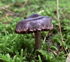 Cortinarius anthracinus
