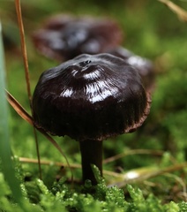 Cortinarius anthracinus
