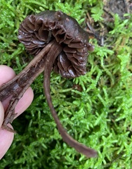 Cortinarius anthracinus