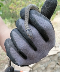 Macroprotodon brevis