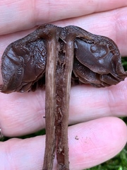 Cortinarius anthracinus