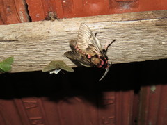 Chloropteryx nordicaria
