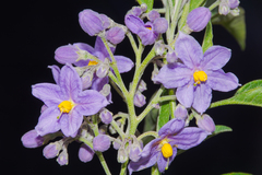 (c) Paúl Gonzáles, some rights reserved (CC BY) Solanum nitidum, photograph (c) Paúl Gonzáles, some rights reserved (CC BY)