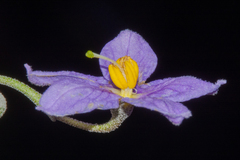 Solanum nitidum, photograph (c) Paúl Gonzáles, some rights reserved (CC BY)