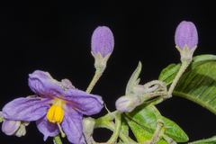 (c) Paúl Gonzáles, some rights reserved (CC BY) Solanum nitidum, photograph (c) Paúl Gonzáles, some rights reserved (CC BY)