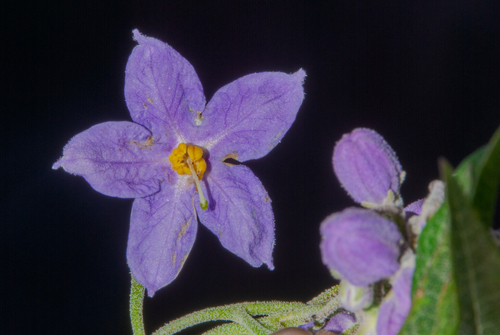 Solanum nitidum, photograph 5
