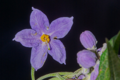 (c) Paúl Gonzáles, some rights reserved (CC BY) Solanum nitidum, photograph (c) Paúl Gonzáles, some rights reserved (CC BY)