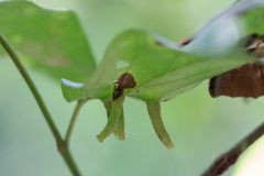 Craneiobia tuba