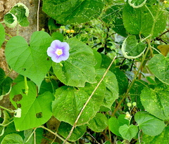 Ipomoea parasitica