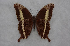 Papilio mackinnoni mackinnoni