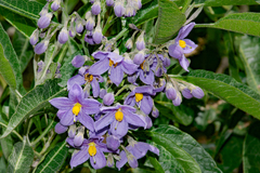 (c) Paúl Gonzáles, some rights reserved (CC BY) Solanum nitidum, photograph (c) Paúl Gonzáles, some rights reserved (CC BY)
