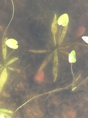 Potamogeton diversifolius