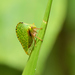 Solanaceous Treehopper - Photo (c) Ricardo Arredondo T., some rights reserved (CC BY-NC), uploaded by Ricardo Arredondo T.