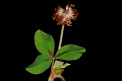 Trifolium amabile, photograph (c) Paúl Gonzáles, some rights reserved (CC BY)
