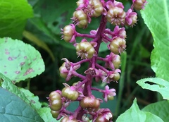Phytolacca rugosa