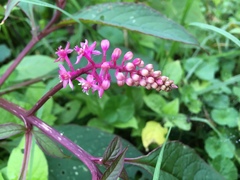 Phytolacca rugosa