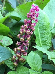 Phytolacca rugosa