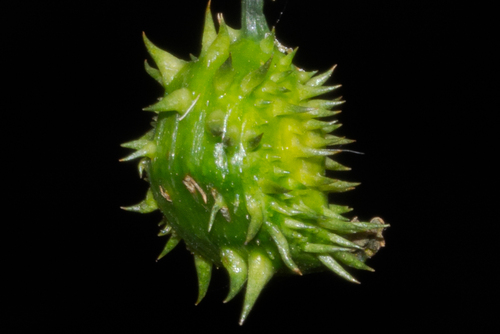 Exploding Cucumber (Cyclanthera brachystachya)