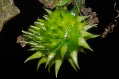 Cyclanthera brachystachya