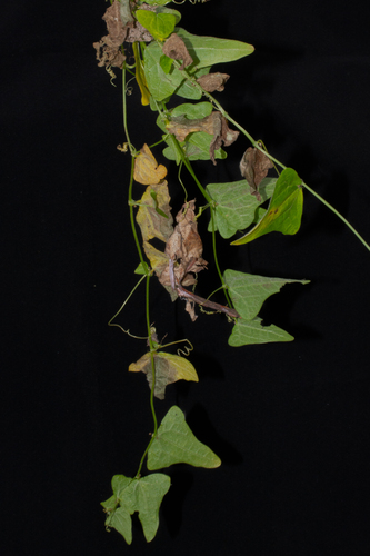 Cyclanthera brachystachya, photograph 1