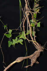 Cyclanthera brachystachya, photograph (c) Paúl Gonzáles, some rights reserved (CC BY)