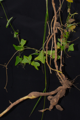 Cyclanthera brachystachya, photograph 2