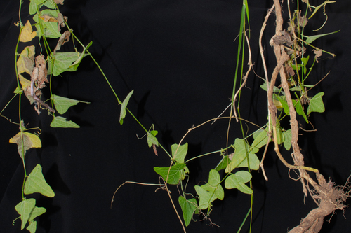 Cyclanthera brachystachya, photograph 5