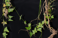 Cyclanthera brachystachya, photograph (c) Paúl Gonzáles, some rights reserved (CC BY)