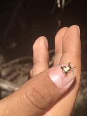 Micrathena duodecimspinosa