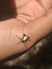 Micrathena duodecimspinosa