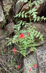Silene laciniata laciniata