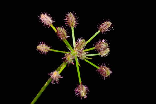 Daucus montanus (Daucus montanus)