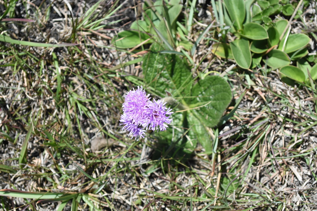 Lessingianthus hypochaeris
