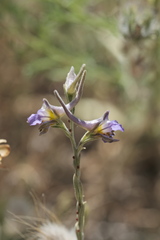 Delphinium halteratum, photograph (c) fmunoz, some rights reserved (CC BY)