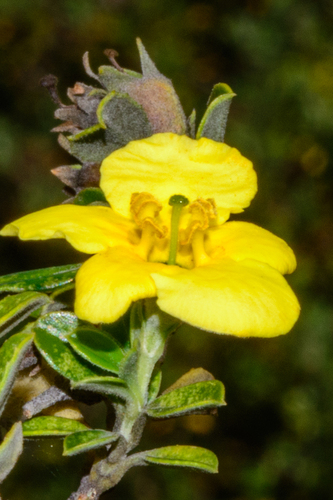 Columellia obovata (Columellia obovata)