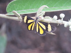 Cyllopoda claudicula
