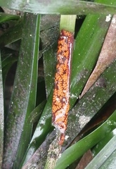Styelidae