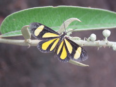 Cyllopoda claudicula