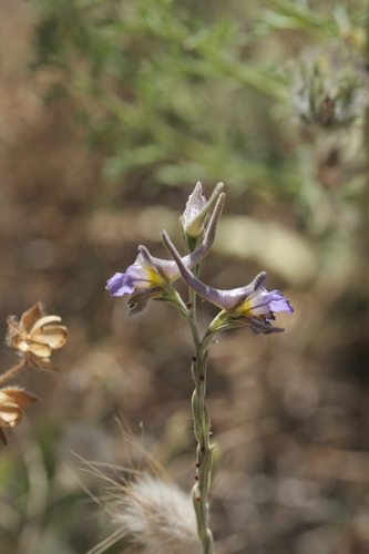 Delphinium halteratum, photograph 6