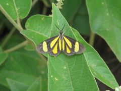 Cyllopoda claudicula