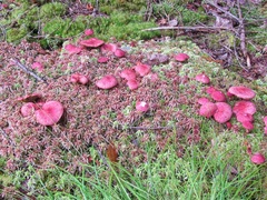 Suillus paluster